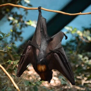 Liliacul Chiroptera