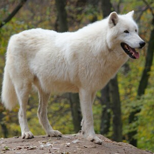 Lupul Polar Canis lupus arctos