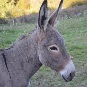 Magarul Equus Asinus