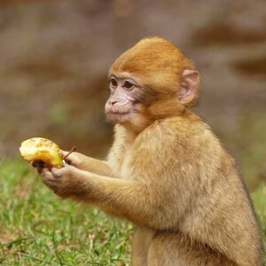 Maimuta Macaca Fascicularis