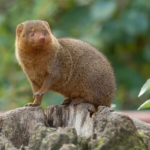 Mangusta Helogale Parvula