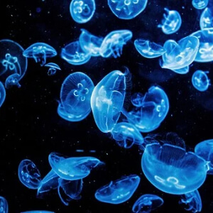 Meduza Cnidaria Scyphozoa