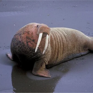 Morsa Odobenus rosmarus