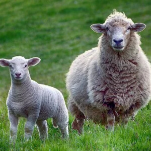 Oaia domestica Ovis Aries