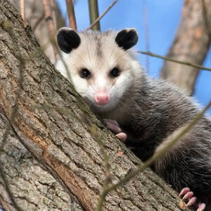 Oposumul Didelphis Virginiana