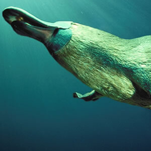 Ornitorincul Ornithorhynchus Anatinus