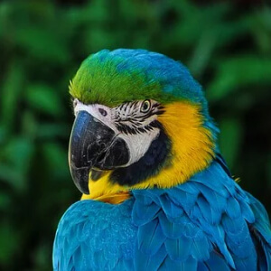 Papagalul Psittacine