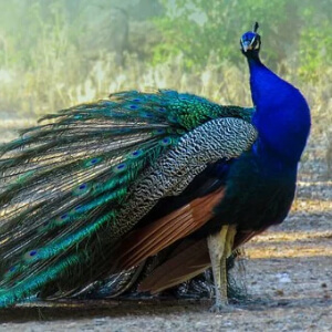 Paunul Pavo Cristatus