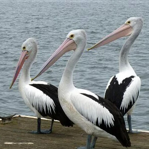 Pelicanul Pelecanus onocrotalus
