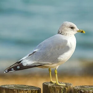 Pescarusul Larus canus