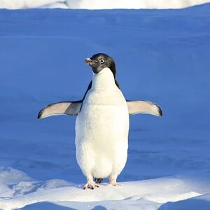 Pinguinul Aptenodytes Forsteri