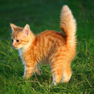 Pisica Felis silvestris catus