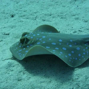 Pisica de mare Dasyatis Centroura