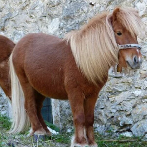 Poneiul Equus ferus caballus