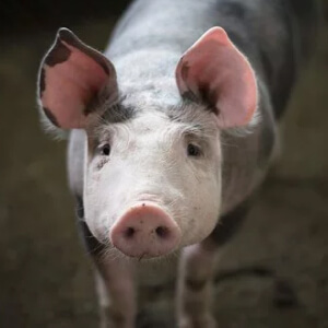 Porcul Sus scrofa domesticus