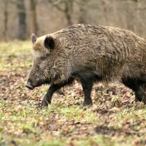 Porcul mistret Sus Scrofa