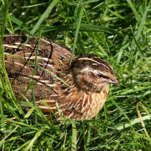 Prepelita Coturnix coturnix