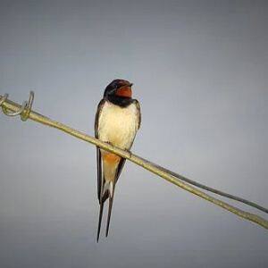 Randunica Hirundinidae