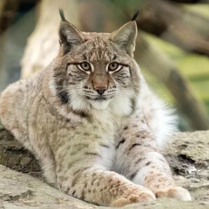 Rasul Felis Lynx