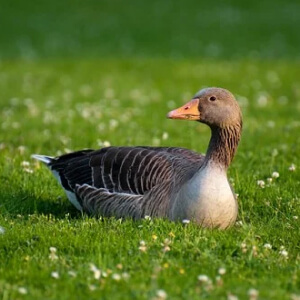 Rata Anas Platyrhynchos