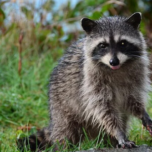 Ratonul Procyon Lotor