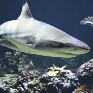 Rechinul Carcharodon Carcharias