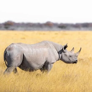 Rinocerul Rhinocerotidae