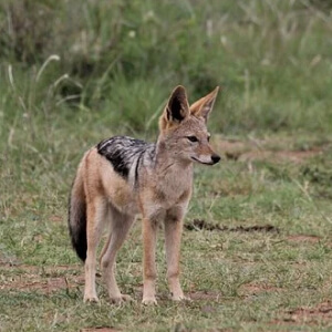 Sacalul Canis Aureus