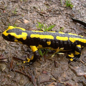 Salamandra Caudata