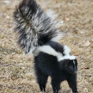 Sconcsul Mephitis Mephitis