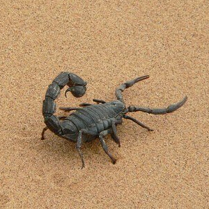 Scorpionul Scorpiones