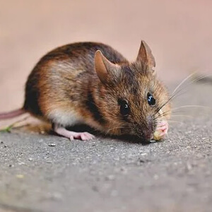 Soarecele Apodemus Sylvaticus