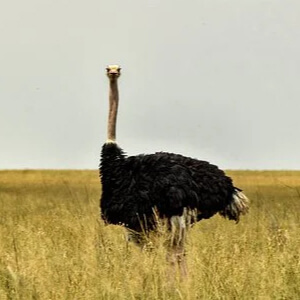 Strutul Struthio Camelus