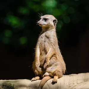 Suricata Suricata suricatta