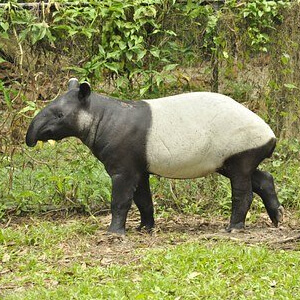 Tapirul Tapirus indicus