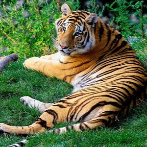 Tigrul Bengalez Panthera Tigris Tigris