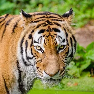 Tigrul Chinez de Sud Panthera Tigris Amoyensis