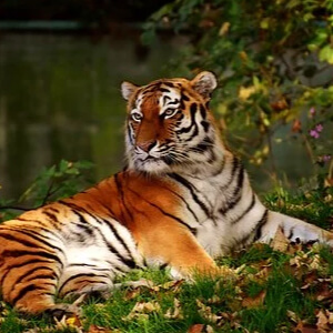 Tigrul Indochinez Panthera Tigris Corbetti