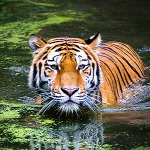 Tigrul Malaezian Panthera Tigris Jacksoni