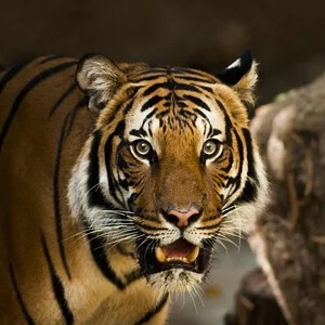 Tigrul Panthera Tigris