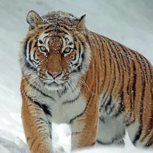 Tigrul Siberian Panthera Tigris Altaica
