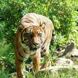 Tigrul Sumatran Panthera Tigris Sumatrae