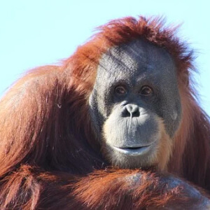 Urangutanul Pongo