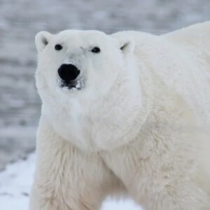 Ursul polar Ursus maritimus