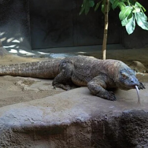 Varanul - Dragonul de Komodo Varanus komodoensis