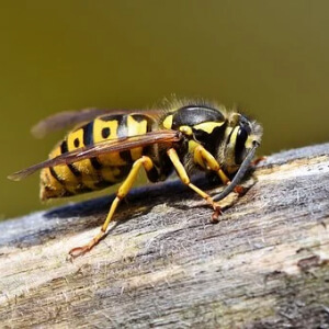 Viespea Hymenoptera