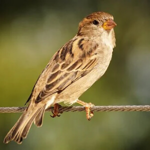 Vrabia Passer domesticus