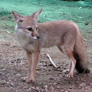 Vulpea Bengaleza Vulpes bengalensis