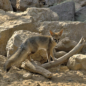 Vulpea Blanford Vulpes cana
