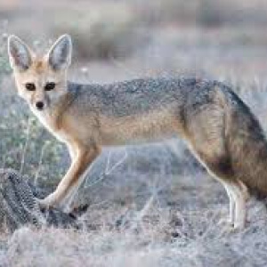 Vulpea Cape Vulpes chama